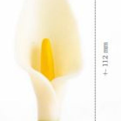 LILY FLOWER PZ. 8