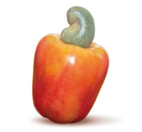 POLPA CAJU 6X1KG FRUTEIRO